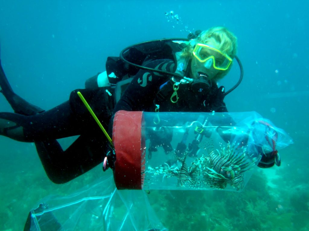 KML Diving Collecting Lionfish