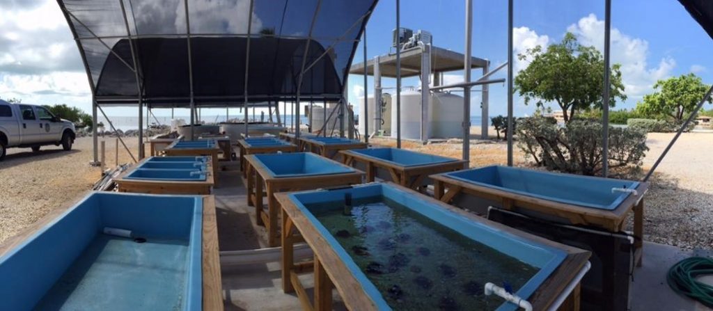 Keys Marine Laboratory offers a state-of-the-art Well Seawater System